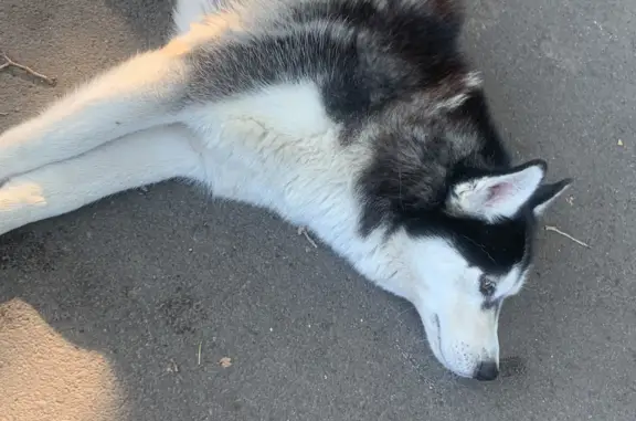 Найдена собака хаски с карими глазами в парке Островского