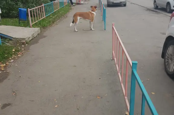 Потерян пес, ул. Проф. Благих, 81, Челябинск