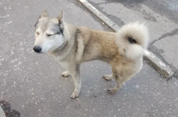 Собака-хаски найдена на ул. Суворова, Пенза