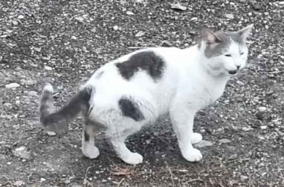 Найдена упитанная кошка на Физкультурной ул., 80, Самара