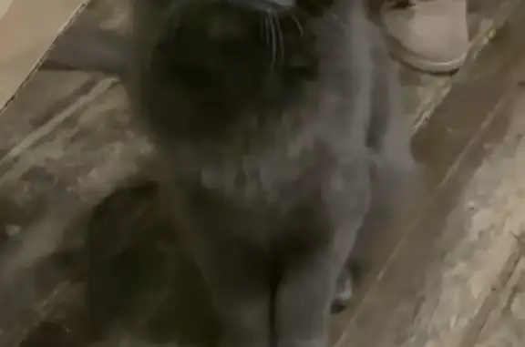 Найдена кошка во Владивостоке