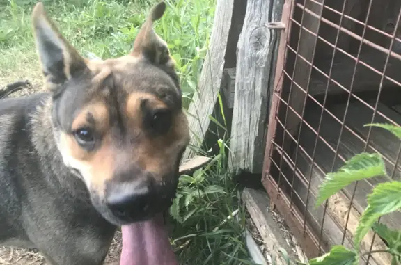 Найдена собака в истощенном состоянии, Кадуй, Вологодская область