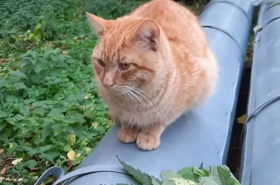Найдена кошка, ул. Куйбышева, 39, Нижний Новгород