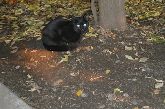 Несчастные котята ищут дом на Киевской улице, 19, Иркутск