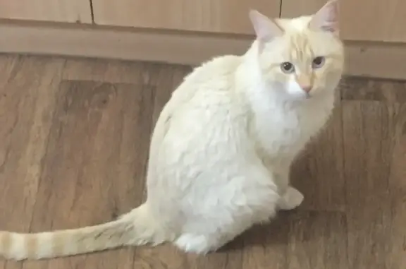 Пропала кошка Котик с голубыми глазами в Ермолинском сельском поселении, Новгородская область