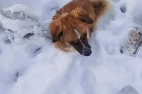 Пропала собака на ул. 50-летия Октября, 47, Новодвинск