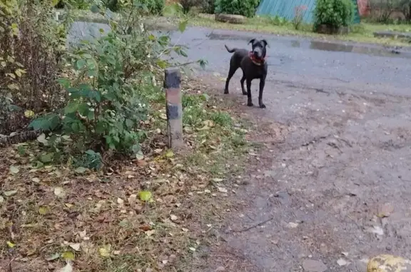 Найдена породистая собака на Садовой ул., Челюскинский