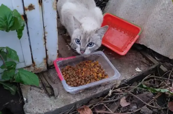 Найдена кошка с котятами в Казани
