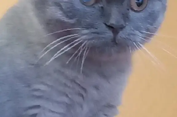 Пропала кошка Голубая вислоухая британка, Керамический проезд, Москва