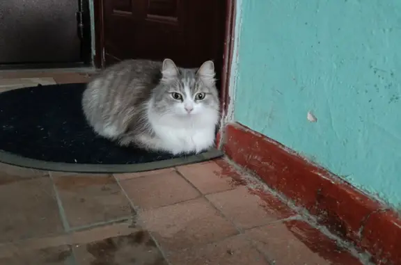 Найдена кошка на пр. Героев, 29, Н. Новгород