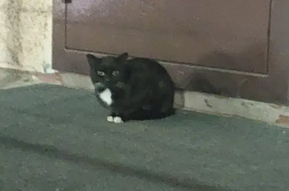 Найдена молодая чёрная кошка, пр. Шахтёров, 48, Кемерово