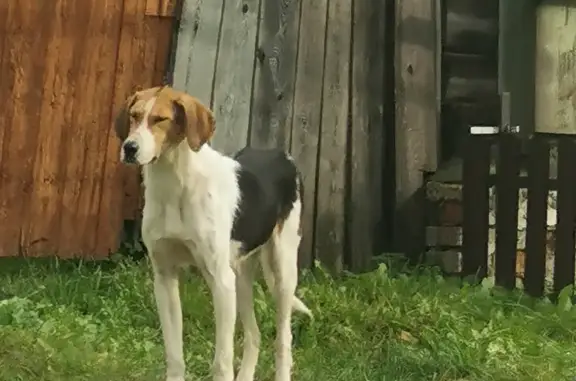 Найдена собака, русская пегая гончая, Тульская область