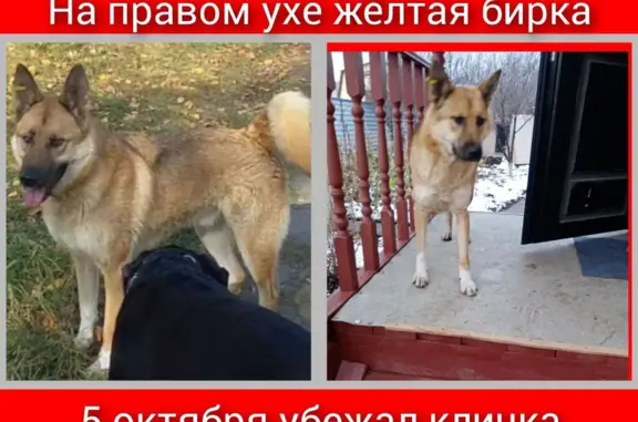 Пропала собака в Центральной площади, Тюмень