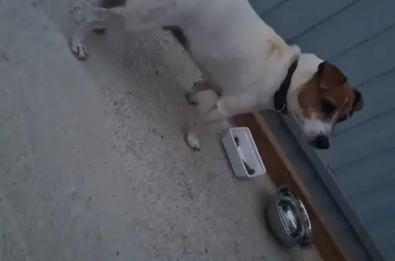 Собака Джек Расел терьер найдена на Малиновой улице