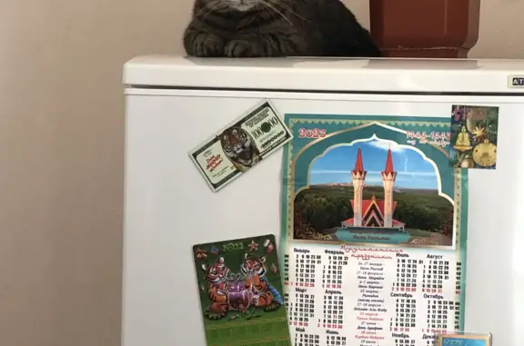 Кошки потеряшки, Уфа, фото: Потеряшка кот, мальчик, Северодвинская ул., 22, Уфа