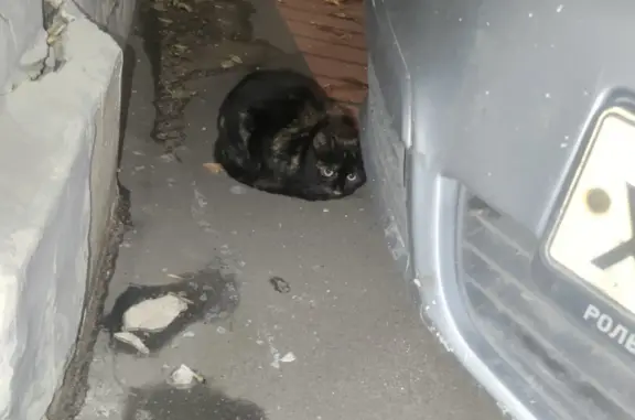 Потеряшка кошка, 1-й Боткинский проезд, Москва