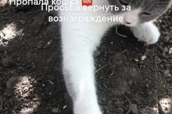Пропала кошка на Восточном шоссе, Батайск