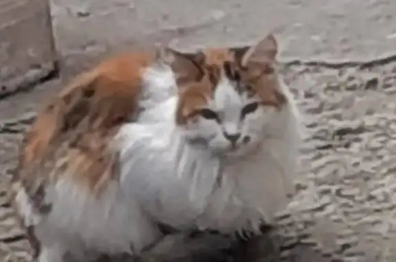 Потерянная кошка на Александровской 76-74 в Таганроге
