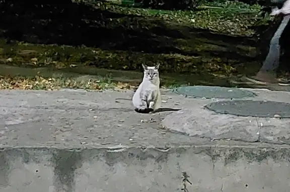 Найден домашний котик на ул. Пузакова, 1, Тула