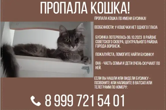 Пропала кошка Бусинка в Воронеже