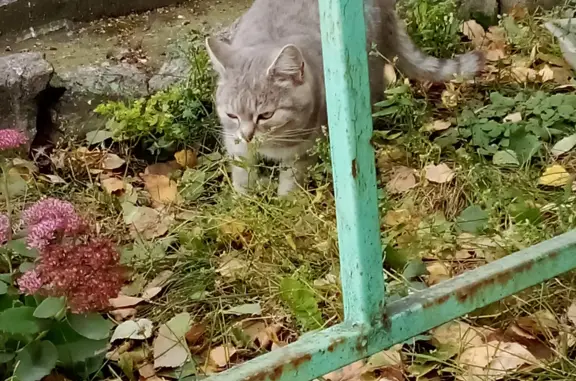 Найдена кошка, ул. Папина, 8, Липецк