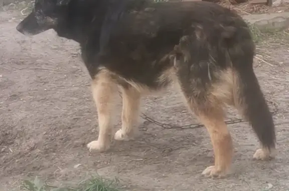 Пропала собака на шоссе Ленточный Бор, Барнаул