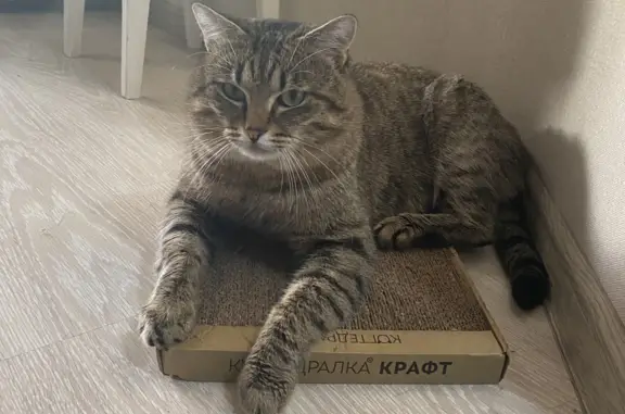 Найдена кошка в Томске, Ботанический переулок, 23