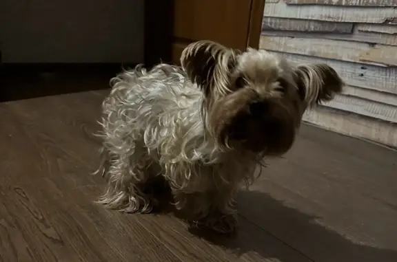 Собака Йорк найдена на Комсомольском пр-те, 51, Челябинск