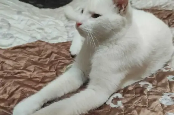 Найденные животные Ростов-на-Дону, фото: Пропала кошка: Белый кот, ласковый, переулок Островского, 96, Ростов-на-Дону