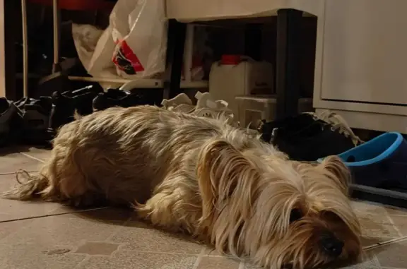 Собака Йоркширский терьер найдена на Суздальском проспекте
