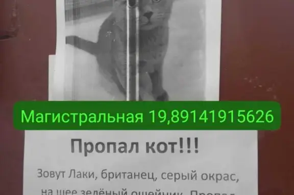 Пропал кот, британец, Магистральное шоссе 19, Комсомольск