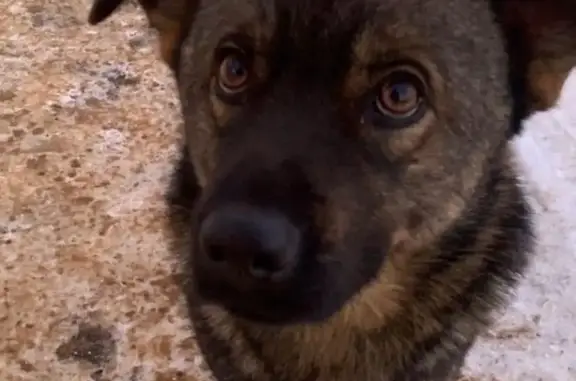Пропала собака из Зарайска, ищем в других городах