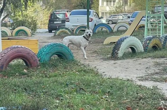 Найдена собака породы стафтерьер в Саратове