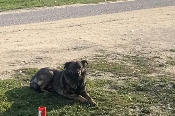 Пропала собака в Зарайске, ищем в других городах