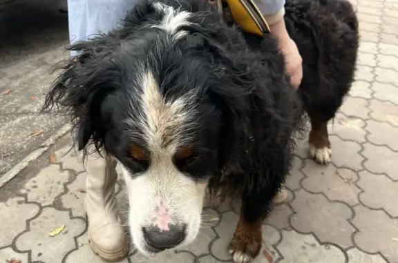 Найдена собака на остановке Ляхово, ул. Кащенко