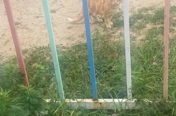 Найдена рыжая кошка на Чернопрудной, 37, Ярославль