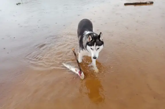Пропала собака возле рек Харампур и Хадытаяха, Ямало-Ненецкий округ