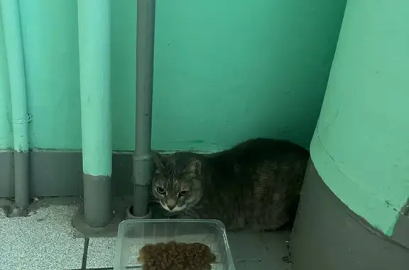 Кошка в стрессе найдена на улице Молостовых
