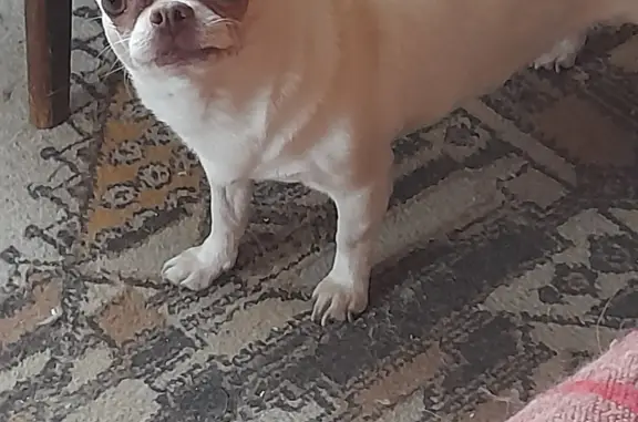 Найденные животные Санкт-Петербург, фото: Собака чихуахуа найдена на Светлановском проспекте, 73