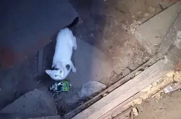Найдена кошка с пятнышками на ул. Александра Матросова, 12Б