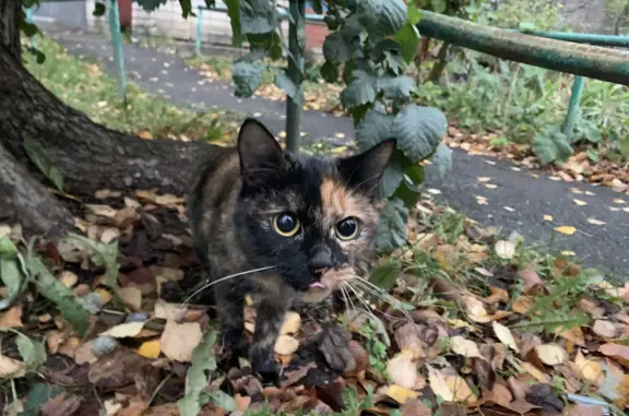 Найдена голодная кошка на ул. Ленинградская, 87, Вологда