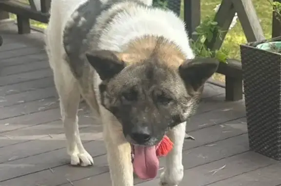 Пропала собака в Петрово-Дальнее, Американская акита