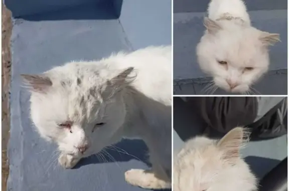 Найден кот белого окраса на пр. 60 лет Октября, Хабаровск