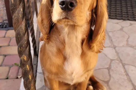 Найден щенок коккер спаниель на ул. Фурмановская, 103