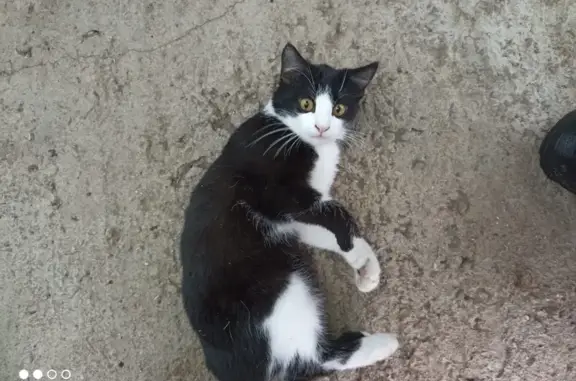 Кошки потеряшки, Нарышкино, фото: Потеряшка кошка Мальчик, ушел на прогулку - Нарышкино, Октябрьская улица