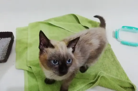 Найдена кошка Котенок (девочка) сиамской породы на ул. Пржевальского 20
