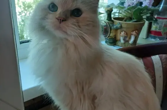 Кошки потеряшки, Санкт-Петербург, фото: Потеряшка белая кошка во Фрунзенском районе