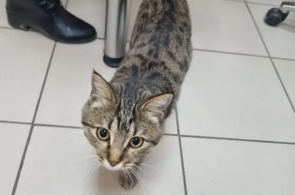 Найдена стерилизованная молодая кошка, пр-т 50 лет Октября 10, Сызрань