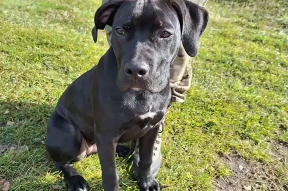 Найдена собака, Московская область, фото: Найден щенок питбуля, чёрный, сука, дер. Марково 46Н-13898, Моск. обл.