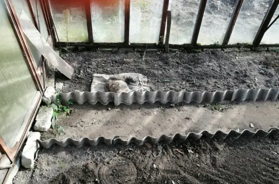 Найдена кошка с ошейником в Жуковке, Брянская область
